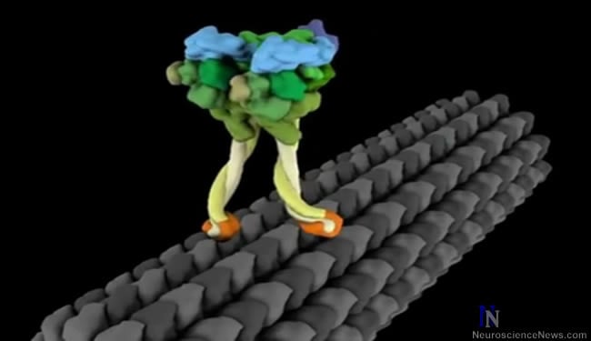 Animated still showing what looks like a pair of legs walking on a log. Digital representation of dynein stepping process.