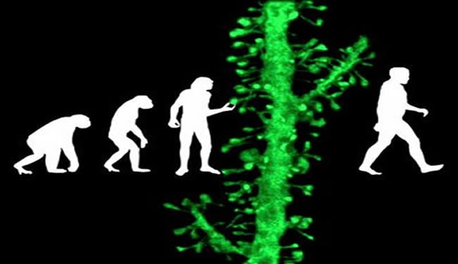 Ape-like ancestors and humans walking with a dendritic spine overlapping the image.