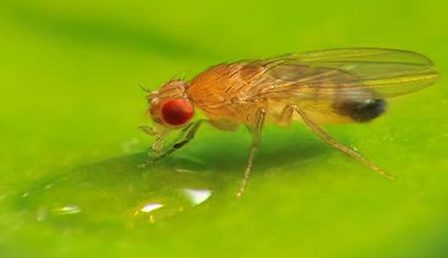 Fruit fly is shown drinking.