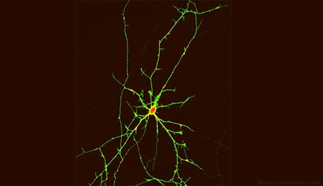 A single neuron is shown.