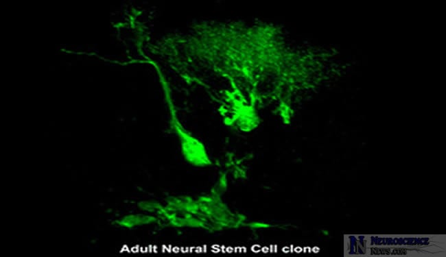 An adult neural stem cell clone is shown in this image.