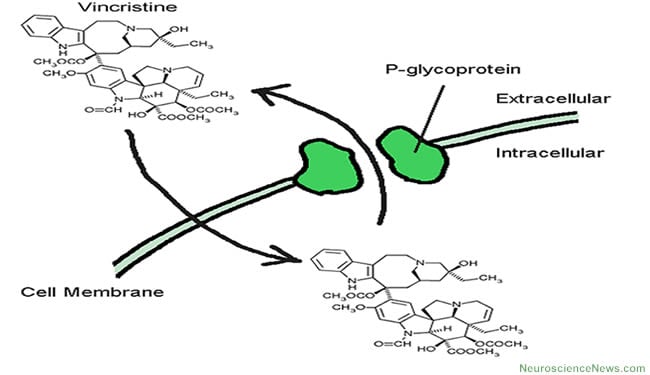 P-glycoprotein drawing and transport of drug is shown.