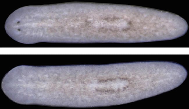 Two pictures of planarian are shown. The top worm has eyes and the bottom does not. Caption describes well.