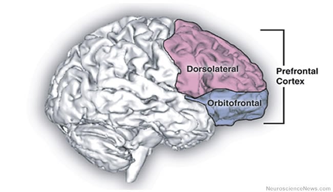A brain image with Prefrontal Cortex, Dorsolateral and Orbitofrontal areas highlighted and labeled.