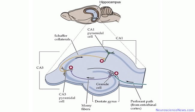 Rat hippocampal formation drawing is shown with labels.