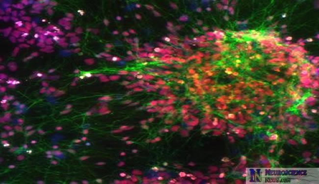 Image of a nuclie from human cells and stem-cell derived neurons