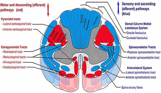 Spinal tracts in a section of spinal cord are labeled in this drawing.