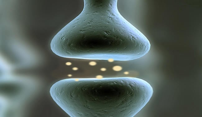 A graphic of a synapse is shown.